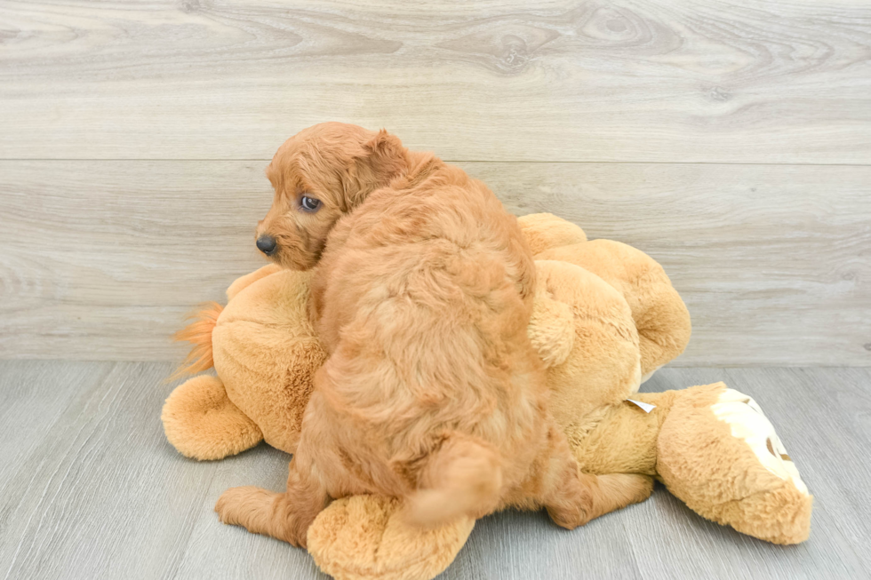 Funny Mini Goldendoodle Poodle Mix Pup