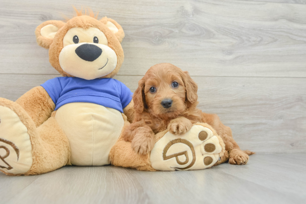 Adorable Golden Retriever Poodle Mix Poodle Mix Puppy