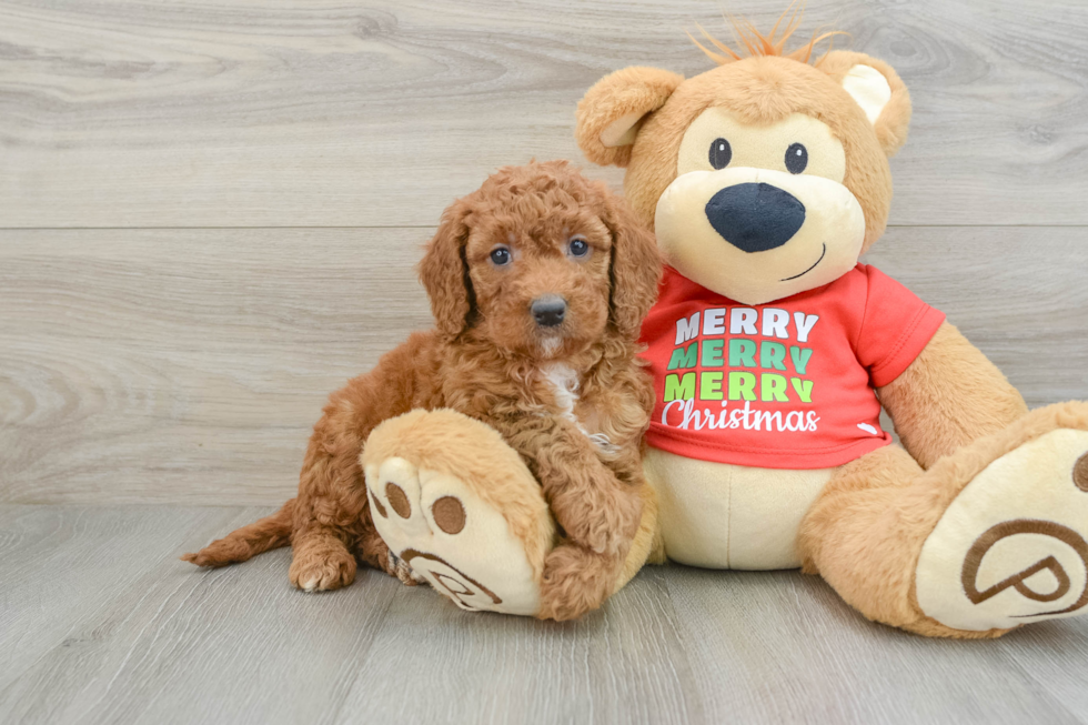 Friendly Mini Goldendoodle Baby