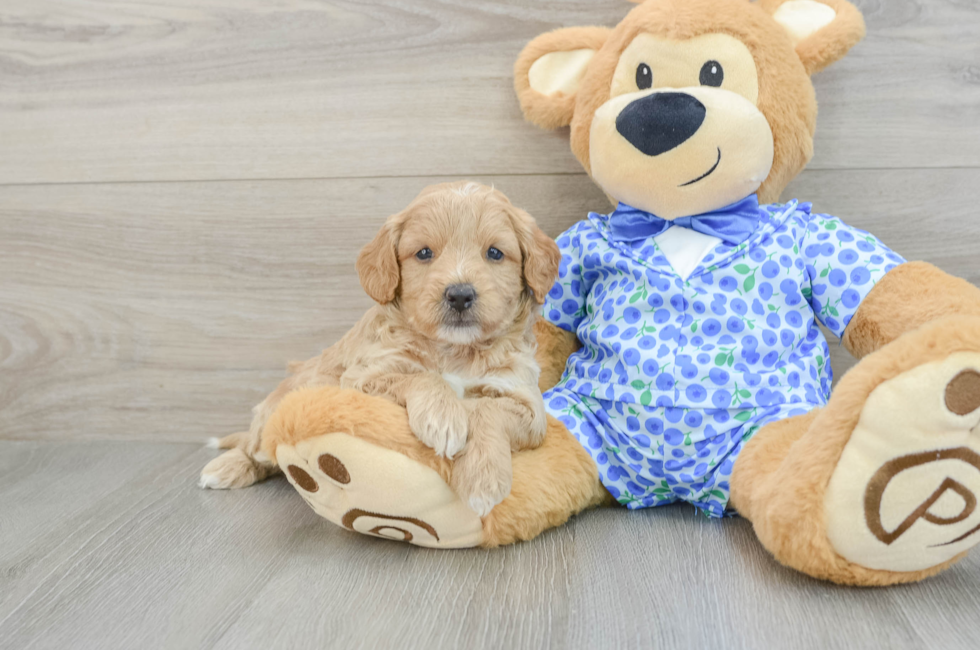 5 week old Mini Goldendoodle Puppy For Sale - Lone Star Pups