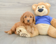 7 week old Mini Goldendoodle Puppy For Sale - Lone Star Pups