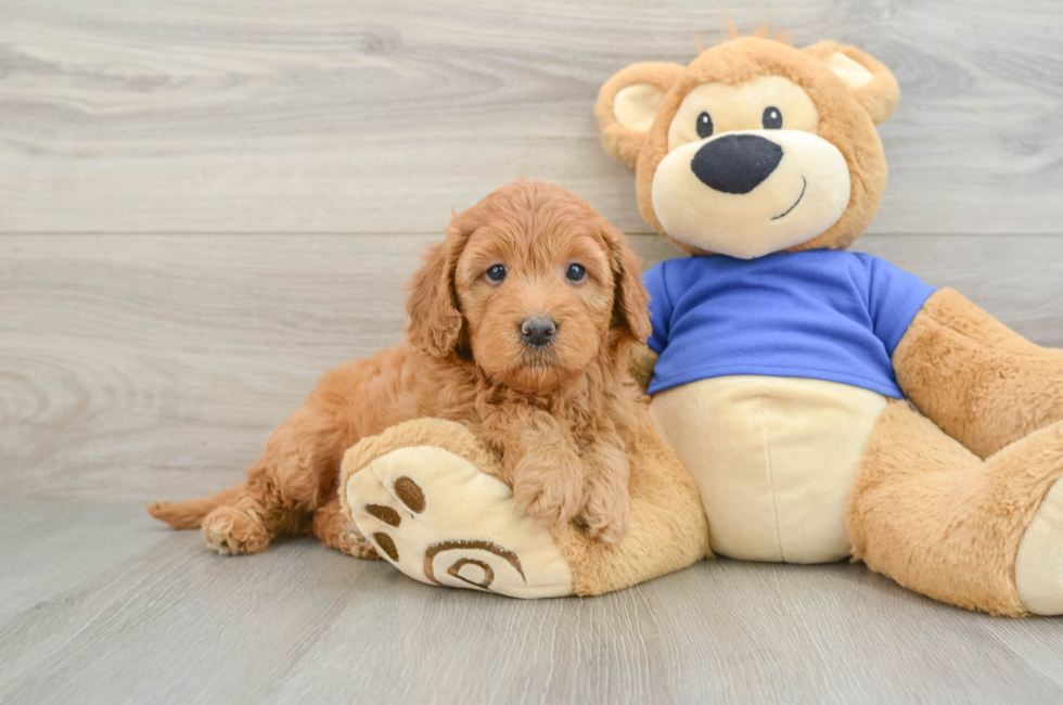 6 week old Mini Goldendoodle Puppy For Sale - Lone Star Pups