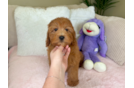 Best Mini Goldendoodle Baby
