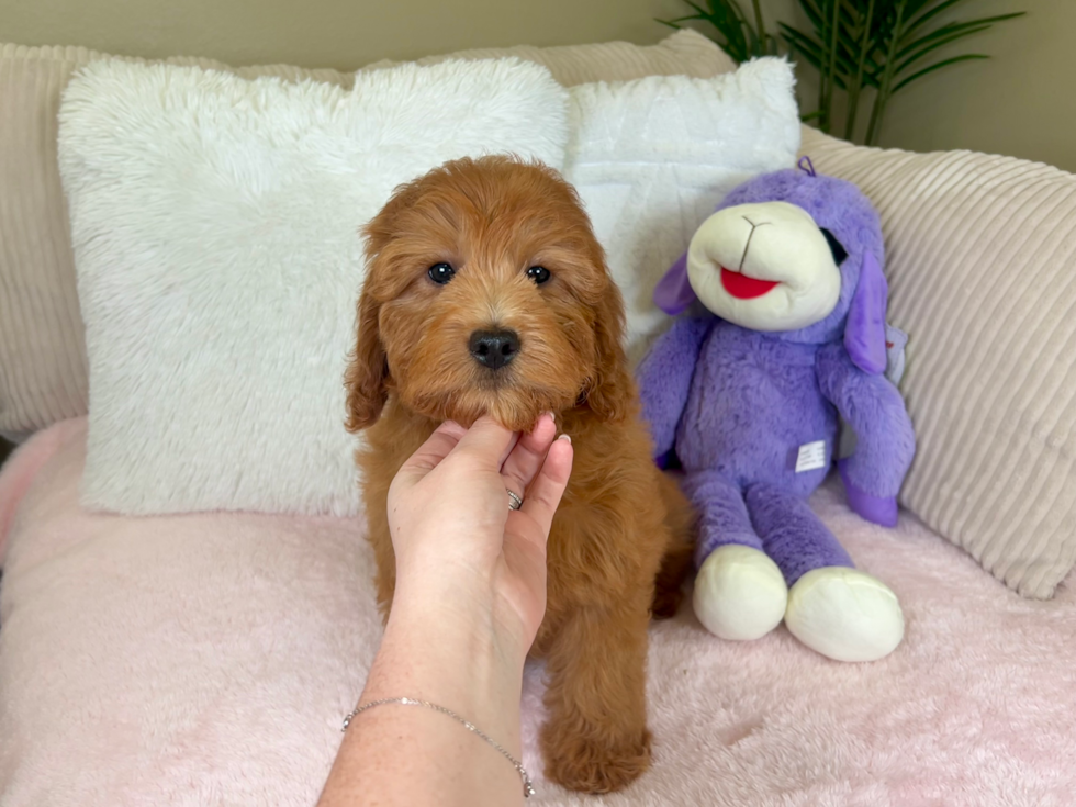 Best Mini Goldendoodle Baby