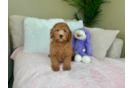Cute Mini Goldenpoo Poodle Mix Puppy