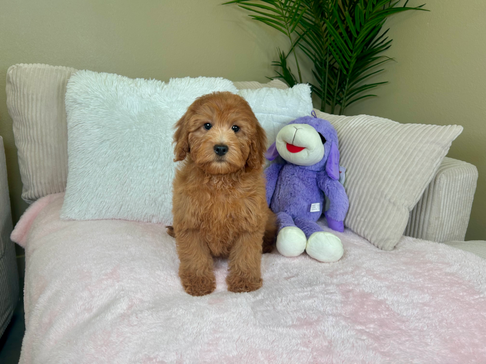 Cute Mini Goldenpoo Poodle Mix Puppy
