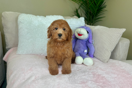 Cute Mini Goldenpoo Poodle Mix Puppy