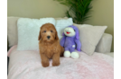 Cute Mini Goldendoodle Poodle Mix Pup