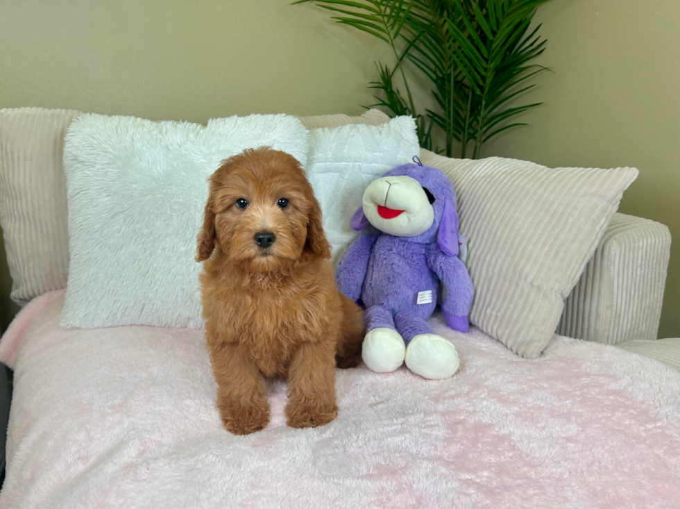 Cute Mini Goldendoodle Poodle Mix Pup