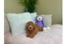 Cute Mini Goldendoodle Poodle Mix Pup