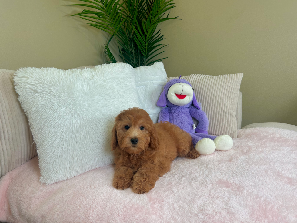 Cute Mini Goldendoodle Poodle Mix Pup