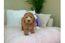 Cute Mini Goldendoodle Poodle Mix Pup