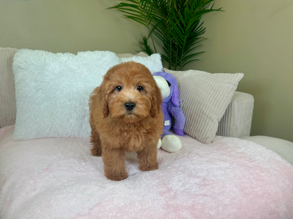 Cute Mini Goldendoodle Poodle Mix Pup