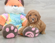 7 week old Mini Goldendoodle Puppy For Sale - Lone Star Pups