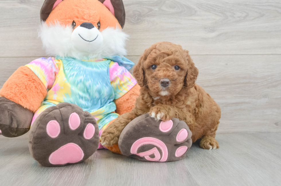 6 week old Mini Goldendoodle Puppy For Sale - Lone Star Pups