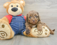 8 week old Mini Goldendoodle Puppy For Sale - Lone Star Pups