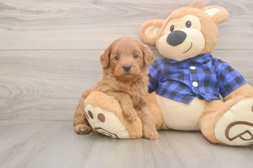 6 week old Mini Goldendoodle Puppy For Sale - Lone Star Pups