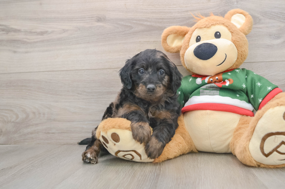 5 week old Mini Goldendoodle Puppy For Sale - Lone Star Pups