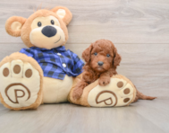 7 week old Mini Goldendoodle Puppy For Sale - Lone Star Pups