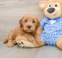 6 week old Mini Goldendoodle Puppy For Sale - Lone Star Pups