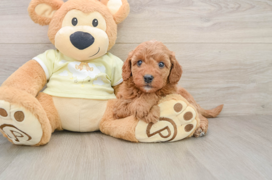 Best Mini Goldendoodle Baby