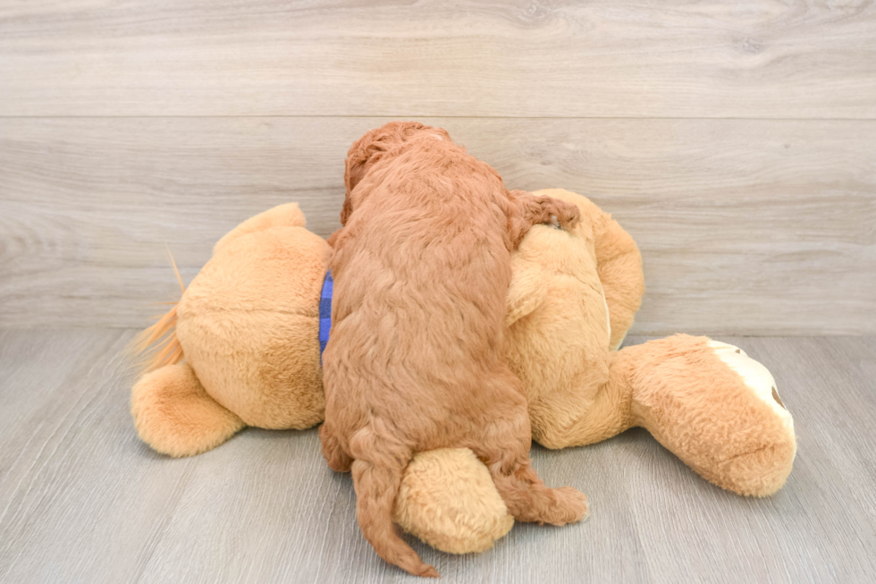 Best Mini Goldendoodle Baby
