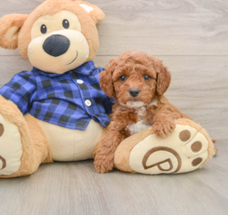 8 week old Mini Goldendoodle Puppy For Sale - Lone Star Pups