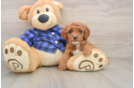 Mini Goldendoodle Puppy for Adoption