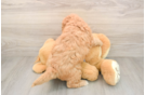 Mini Goldendoodle Puppy for Adoption
