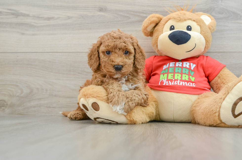 5 week old Mini Goldendoodle Puppy For Sale - Lone Star Pups