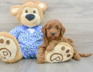 8 week old Mini Goldendoodle Puppy For Sale - Lone Star Pups