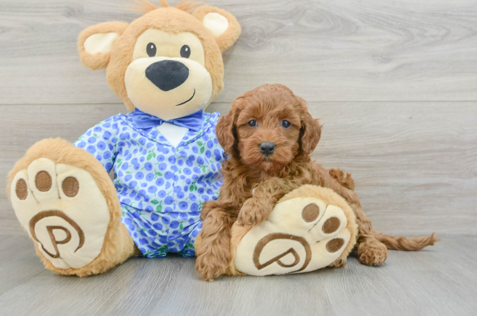 7 week old Mini Goldendoodle Puppy For Sale - Lone Star Pups