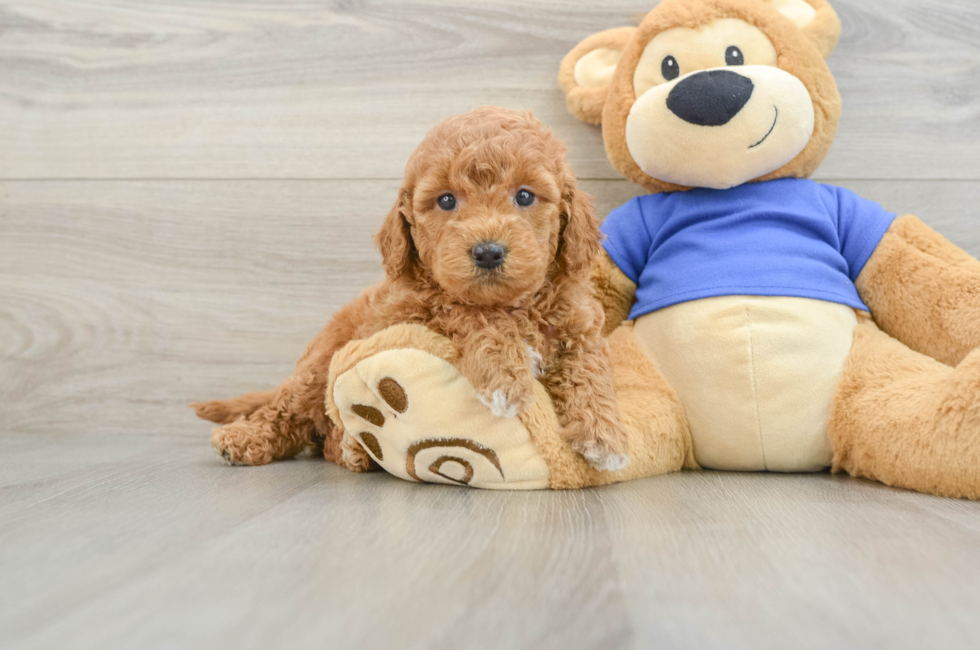 6 week old Mini Goldendoodle Puppy For Sale - Lone Star Pups