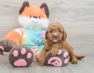 7 week old Mini Goldendoodle Puppy For Sale - Lone Star Pups