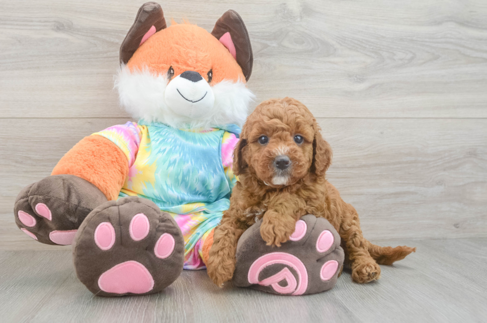 6 week old Mini Goldendoodle Puppy For Sale - Lone Star Pups