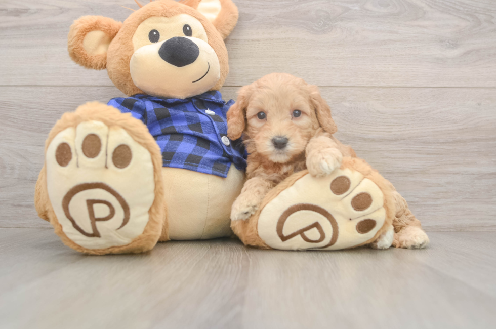 6 week old Mini Goldendoodle Puppy For Sale - Lone Star Pups