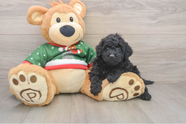 Mini Goldendoodle Pup Being Cute