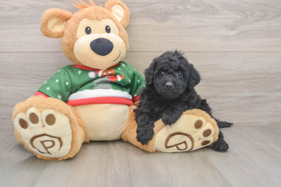 Mini Goldendoodle Pup Being Cute