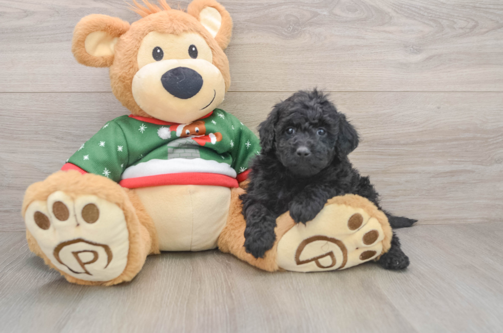 5 week old Mini Goldendoodle Puppy For Sale - Lone Star Pups