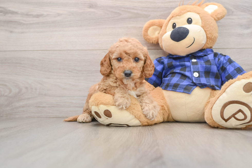 Best Mini Goldendoodle Baby
