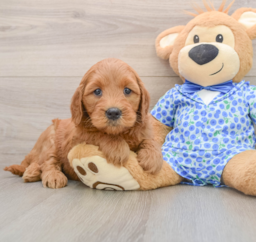 6 week old Mini Goldendoodle Puppy For Sale - Lone Star Pups
