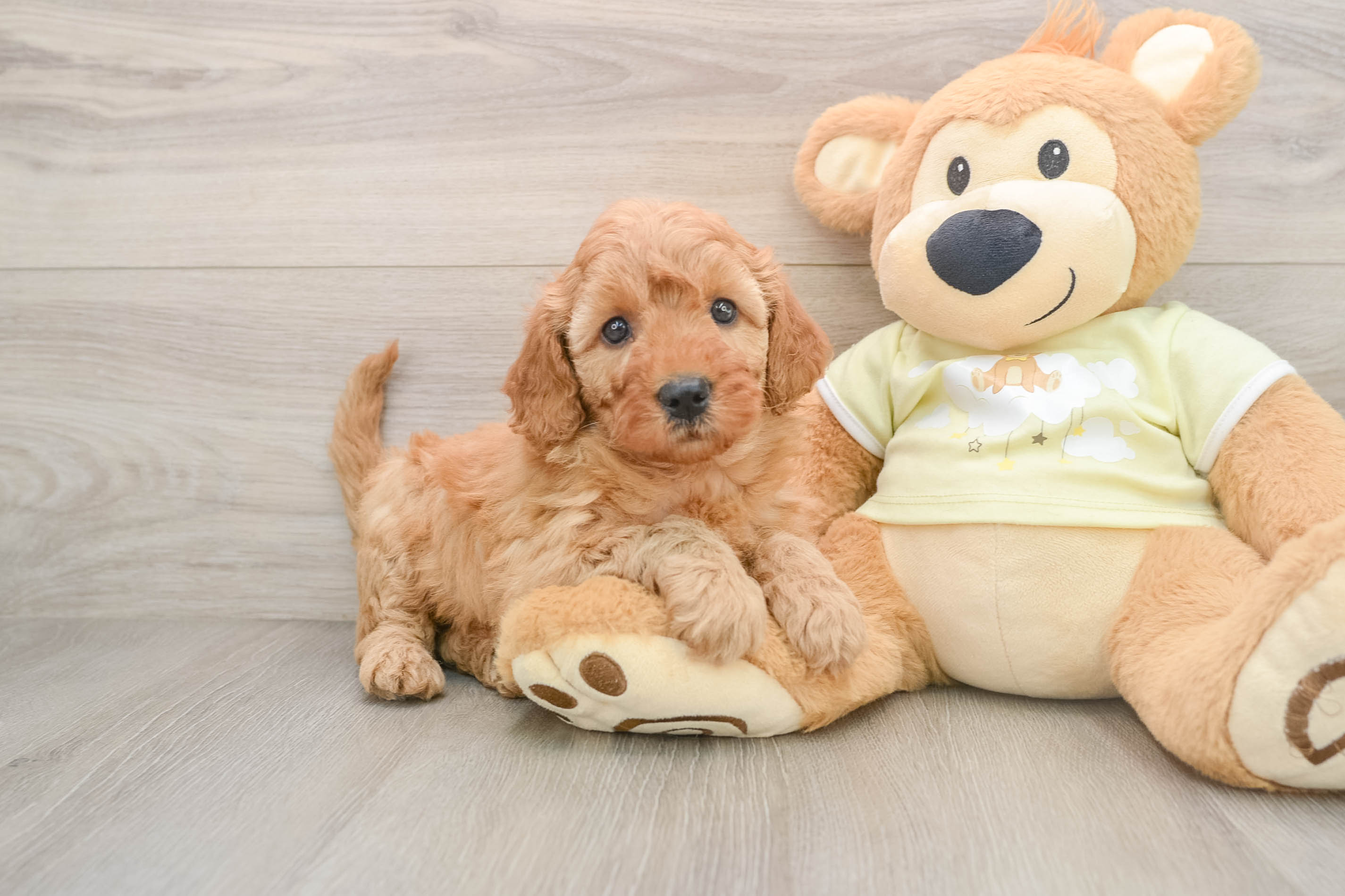 Playful Mini Groodle Poodle Mix Puppy