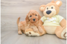 Playful Mini Groodle Poodle Mix Puppy