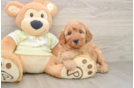 Funny Mini Goldendoodle Poodle Mix Pup