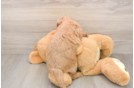 Adorable Golden Retriever Poodle Mix Poodle Mix Puppy