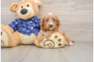 Mini Goldendoodle Puppy for Adoption