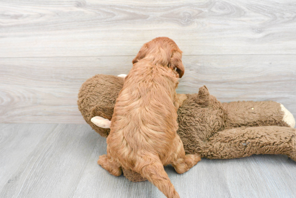 Cute Mini Goldendoodle Baby