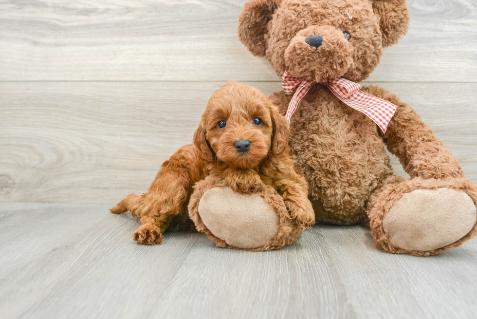 Popular Mini Goldendoodle Poodle Mix Pup