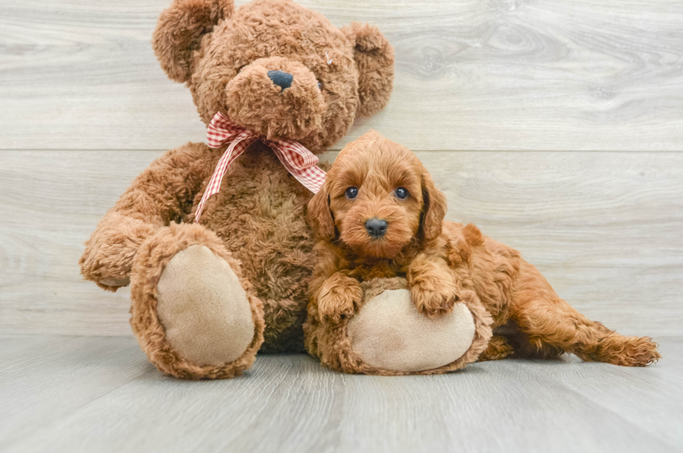 6 week old Mini Goldendoodle Puppy For Sale - Lone Star Pups