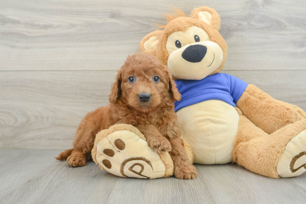 Mini Goldendoodle Puppy for Adoption